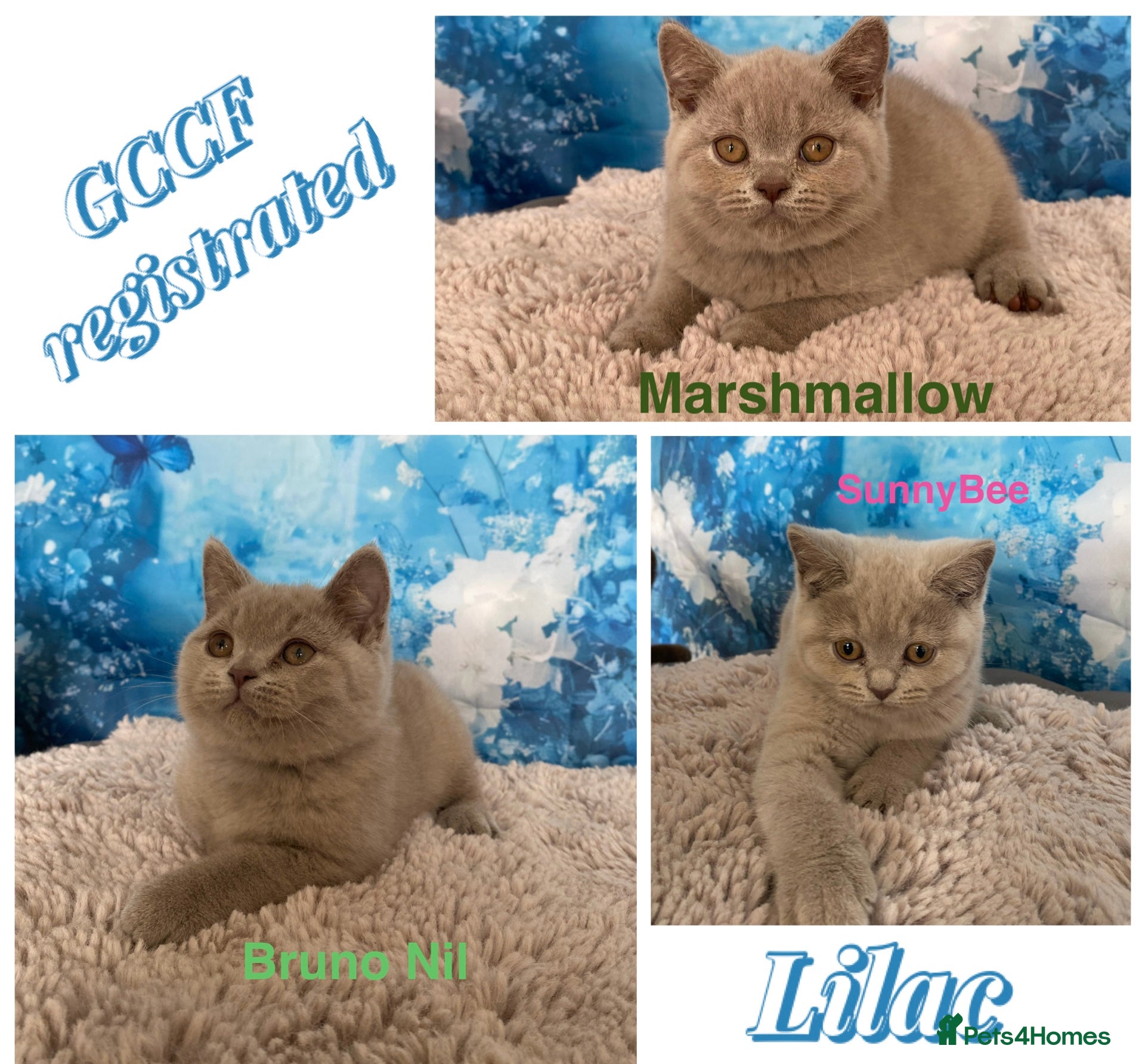 British Shorthair cats GCCF -SPECTACULAR  -British Shorthair kittens  - Advert 1