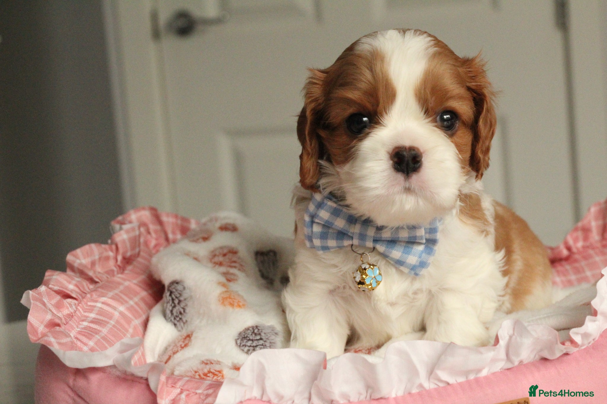 Cavalier King Charles Spaniel dogs Last Boy KC reg TOP standard CKCS  - Advert 1