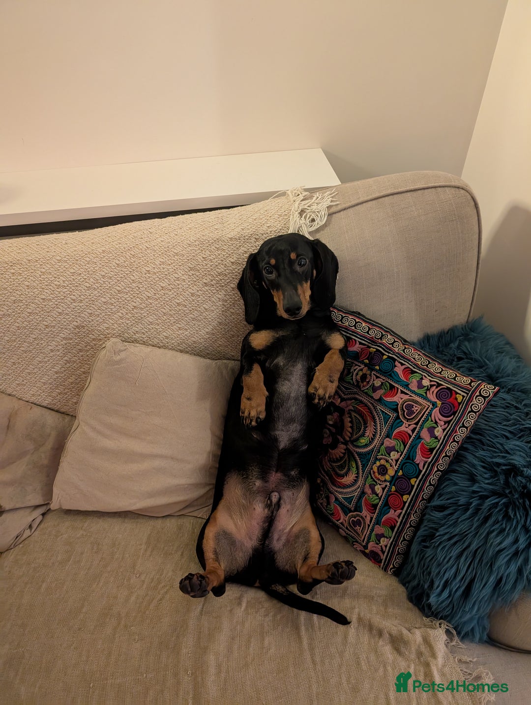 Dachshund dogs for sale: Rehoming of a male dachshund  - Image 3