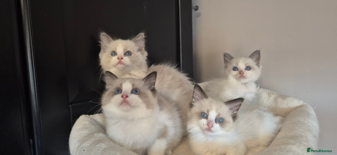 Ragdoll cats for sale: 4 Tica registered Kittens For Sale  - Image 4