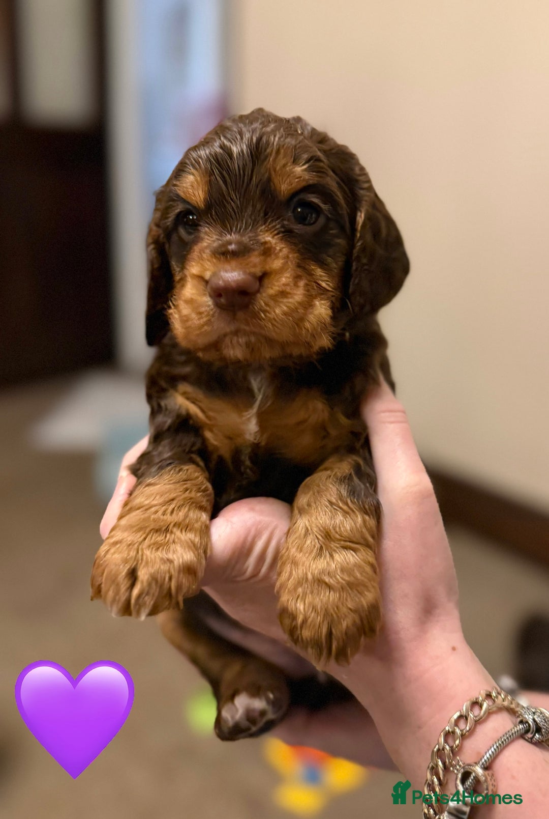 Cocker Spaniel dogs for sale: ✨ Chocolate & Tan Cocker Spaniel Puppies ✨ - Advert 6