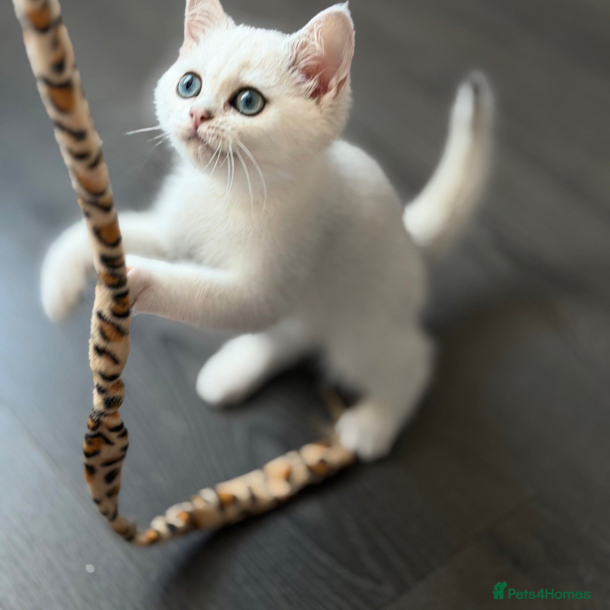 British Shorthair cats * British Shorthair boy TICA Registered Ready Now - Advert 2
