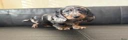 Miniature Dachshund dogs for sale: Mini long hair dachshunds  - Advert 18