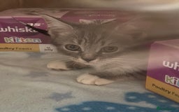 Mixed Breed cats for sale: MaineCoon x X British blue/Scottish fold  - Image 2