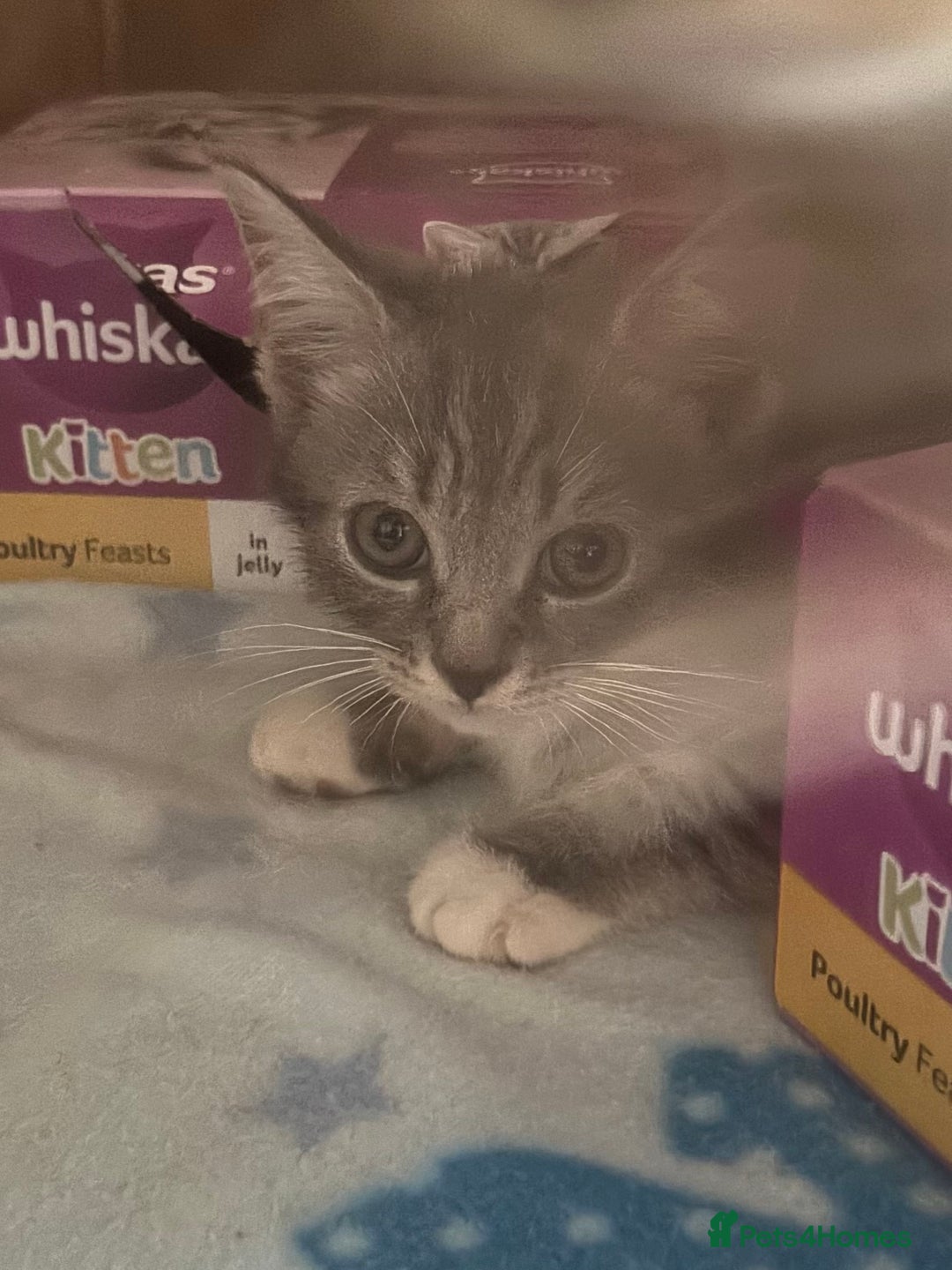 Mixed Breed cats for sale: MaineCoon x X British blue/Scottish fold  - Image 2