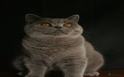 British Shorthair cats for sale: British Shorthair adult female  - Image 3