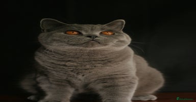 British Shorthair cats - Advert 3
