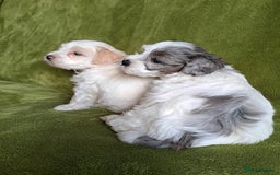 Lhasapoo dogs for sale: Lhasa Apso x Toy Poodle pups. Ready 11.09.25 - Image 21