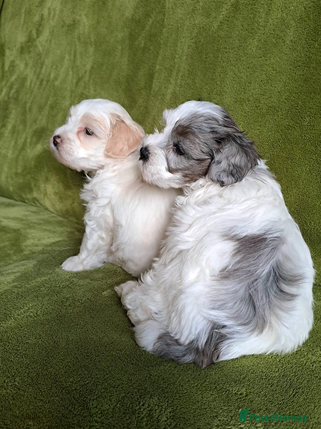 Lhasapoo dogs for sale: Lhasa Apso x Toy Poodle pups. Ready 11.09.25 - Image 21