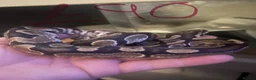 Python Snake reptiles for sale: Snake collection  - Advert 1