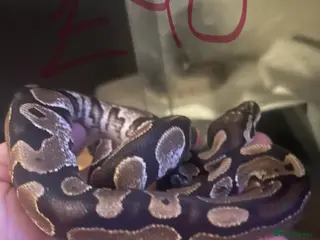 Python Snake reptiles Snake collection - Advert 1