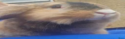 Mixed Breed rabbits for sale: Bunny's  - Advert 12