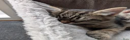 Mixed Breed cats for sale: Six adorable and sweet natured kittens in Kilmarnock - Advert 10