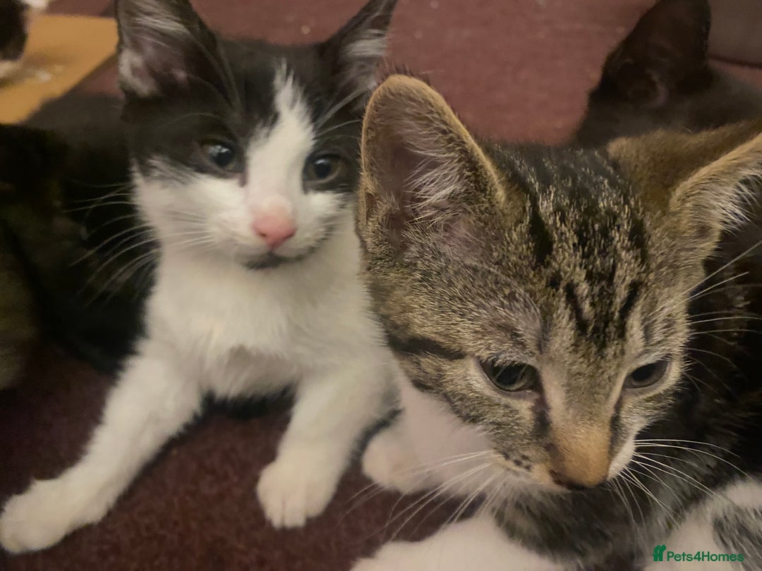 Mixed Breed cats for sale: Beautiful mixed breed kittens ready to leave 🐱❤️ - Image 9