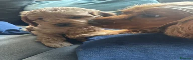 Male pup