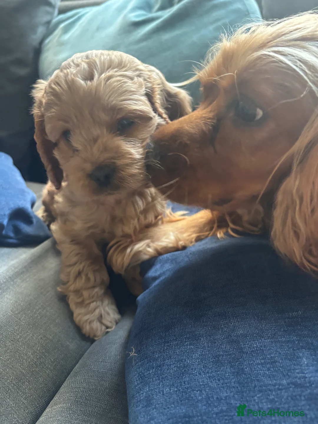 Mixed Breed dogs for sale: Gorgeous cockalier/toy poodle pups  - Advert 7