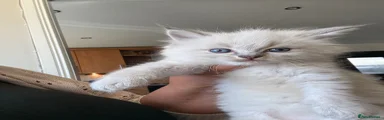 Ragdoll Kitten 1