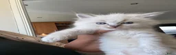 Ragdoll cats for sale: Ragdoll littens in Leven - Advert 9