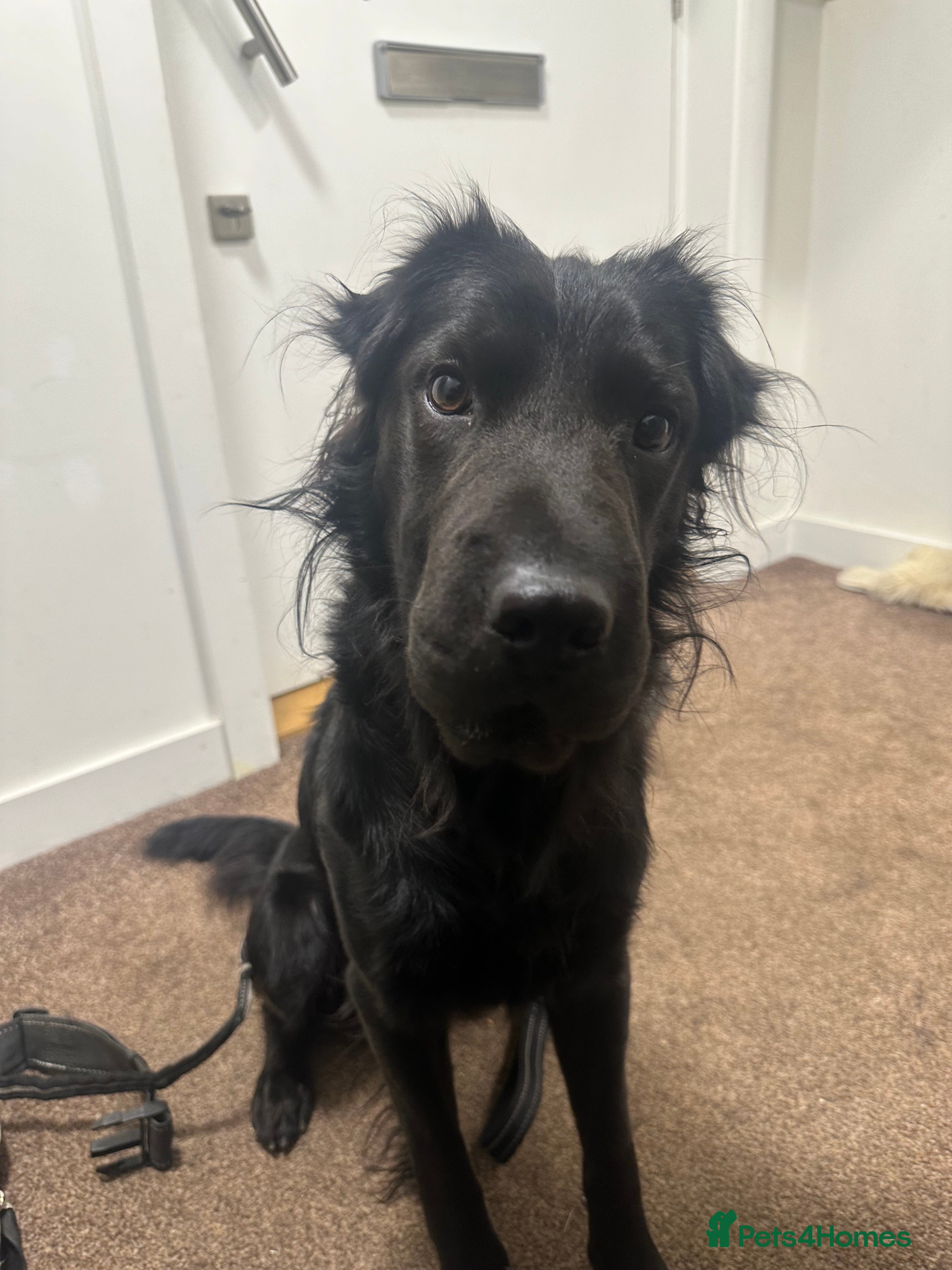 Mixed Breed dogs Ashly needs a new home!  - Advert 1