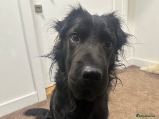 Mixed Breed dogs Ashly needs a new home! - Advert 1