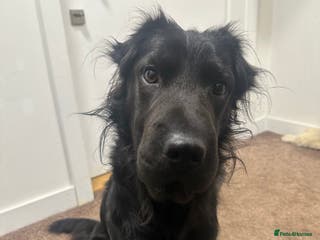 Mixed Breed dogs Ashly needs a new home! 🫶 - Advert 6