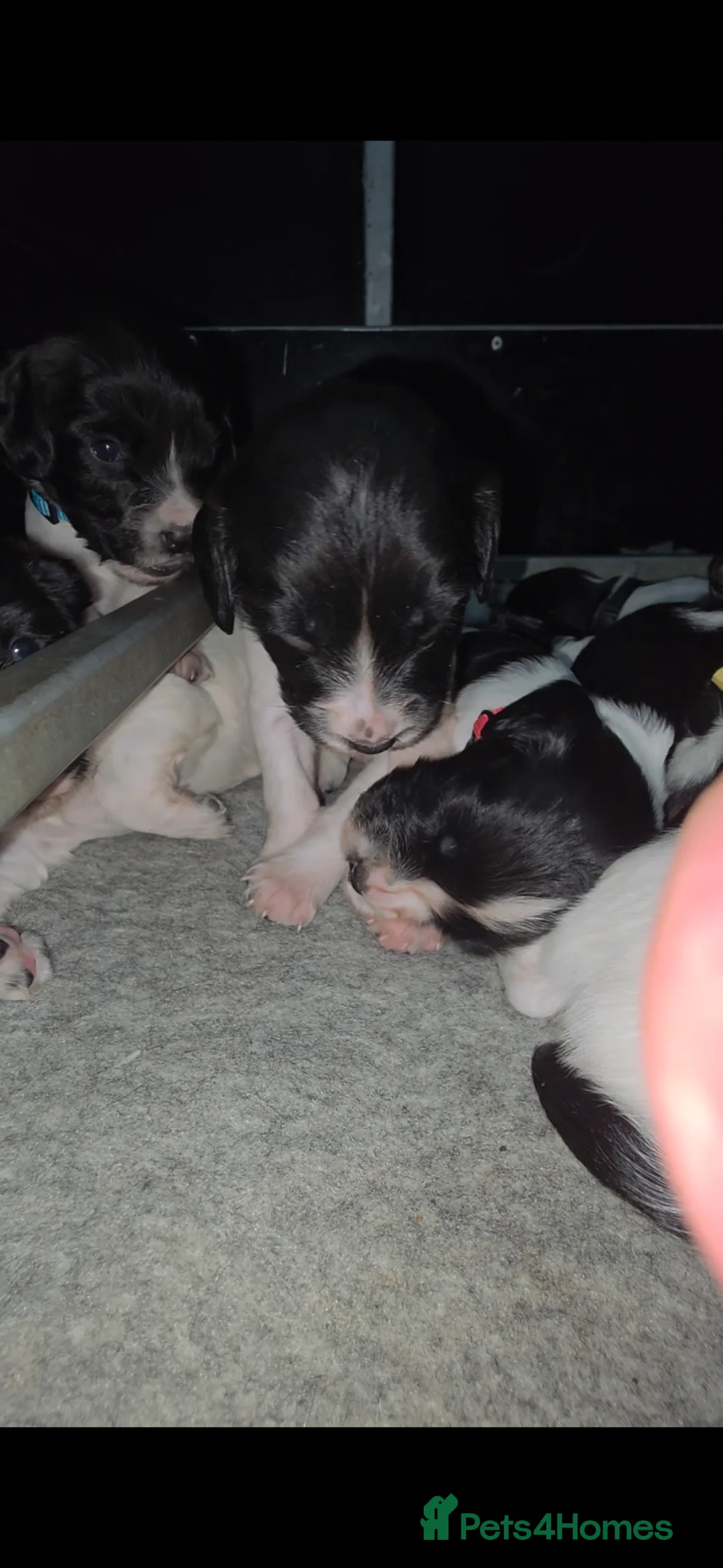 English Springer Spaniel dogs for sale: English Springer Spaniel puppies - Advert 2