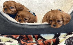 Cavalier King Charles Spaniel dogs for sale: Ruby Red Cavalier puppies ready for new homes ❤️ - Image 12