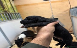 Mixed Breed dogs for sale: Bedlington x whippet Lurcher pups - Image 19