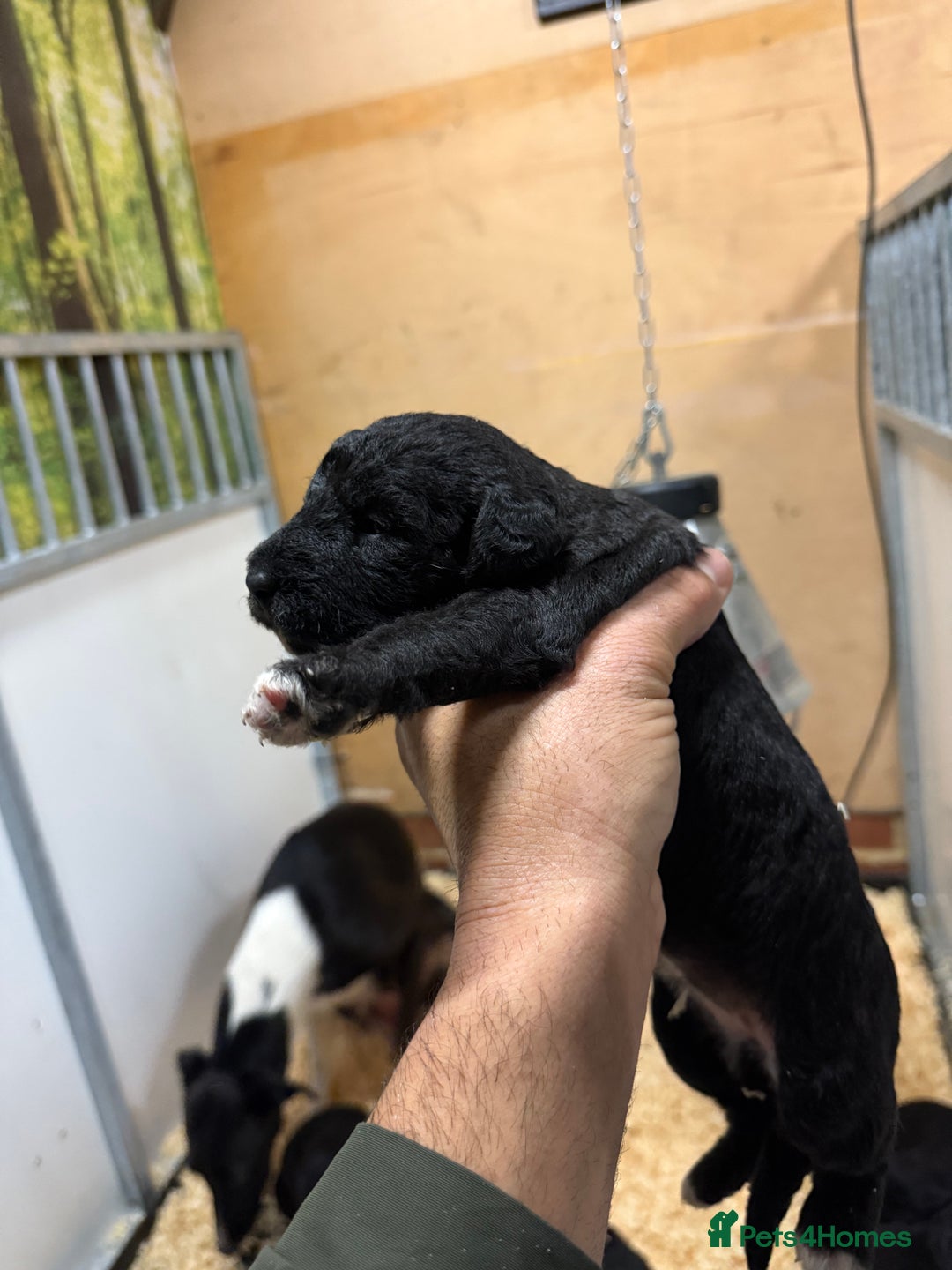 Mixed Breed dogs for sale: Bedlington x whippet Lurcher pups - Image 19