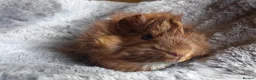 Guinea Pig rodents for sale: Baby Guinea Pigs for Sale - Ready Now. - Advert 3