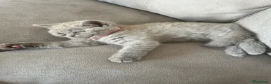British Shorthair 2 lilic girl