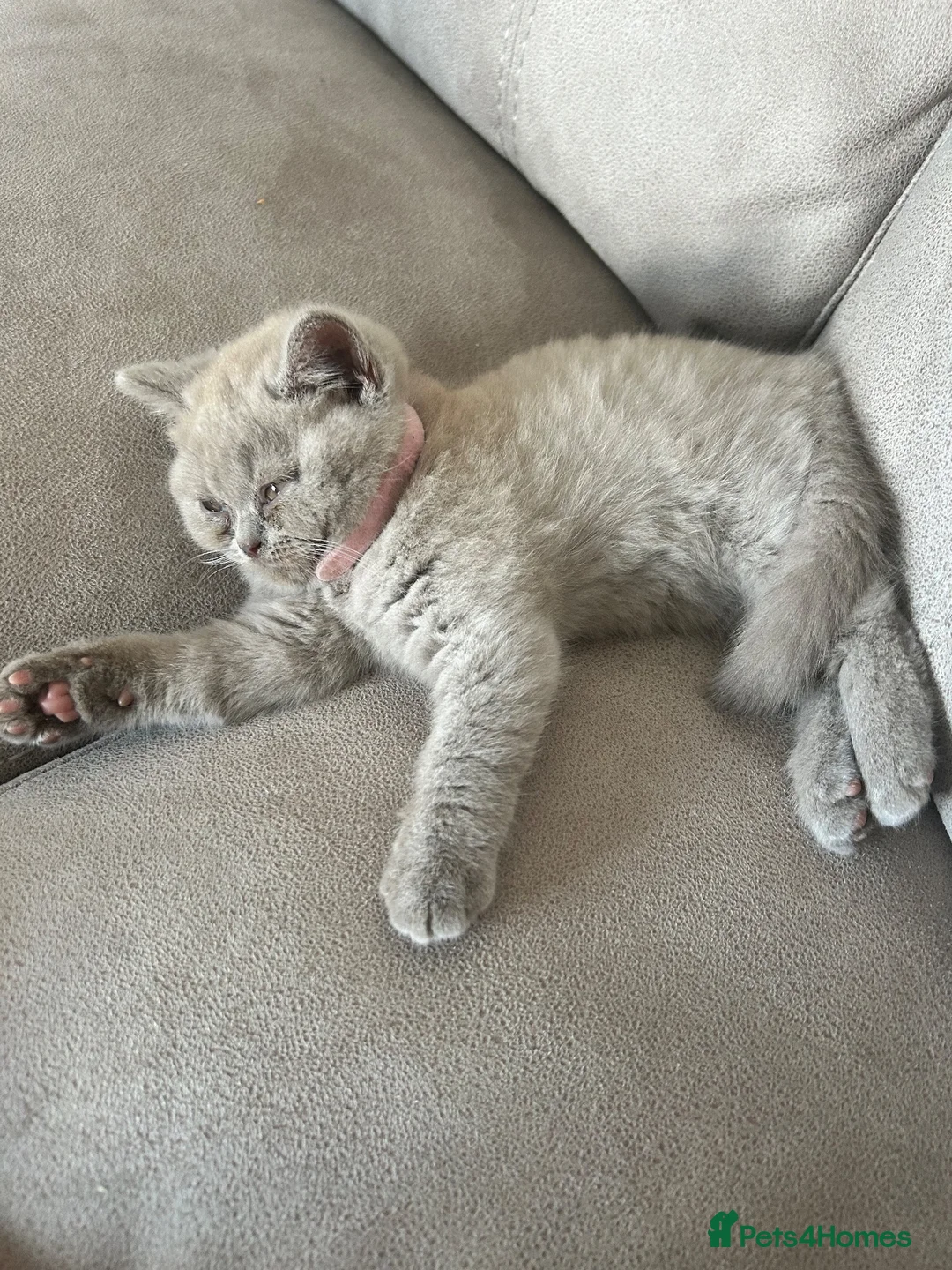 British Shorthair cats for sale: BSH British short hair kittens lilic grey  - Advert 14