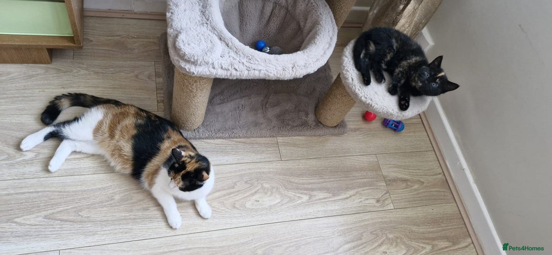 Mixed Breed cats for sale: Adorable kittens  - Image 16
