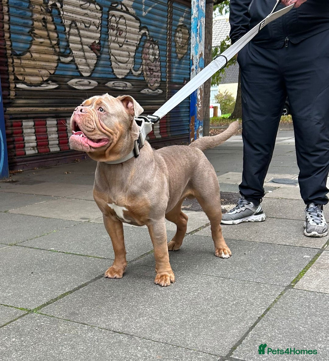 Olde English Bulldogge dogs for sale: Olde English bulldog  - Advert 3