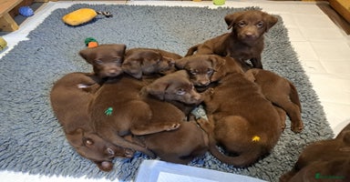 Labrador Retriever dogs KC Registered Chocolate Labrador Girls - Advert 5