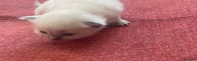 Ragdoll 6