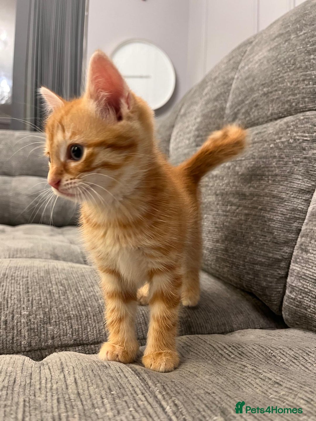 Mixed Breed cats for sale: Ginger Female Kitten - Ready to leave - Image 5