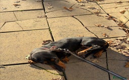Dachshund dogs for sale: Three beautiful dachshund’s  - Advert 10