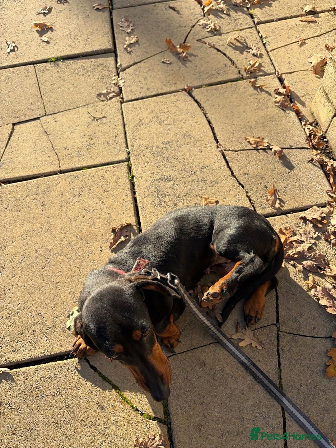 Dachshund dogs for sale: Three beautiful dachshund’s  - Advert 10