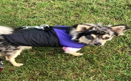 Chihuahua dogs for sale: Long coated Chihuahua adults rehome  - Image 4