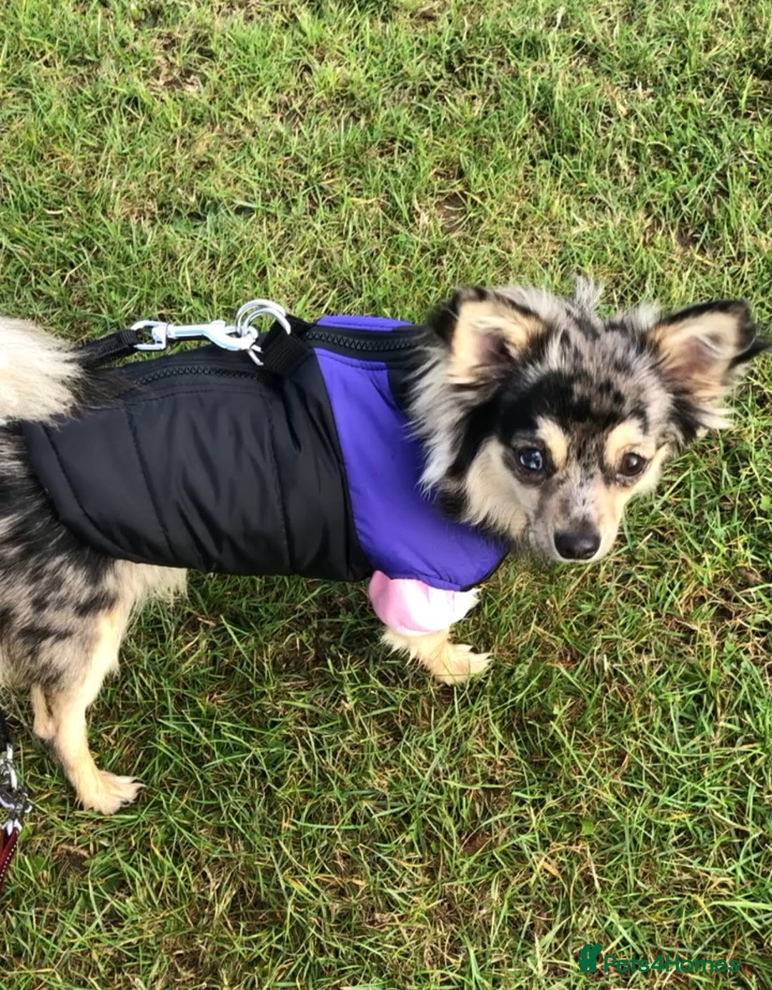 Chihuahua dogs for sale: Long coated Chihuahua adults rehome  - Image 4