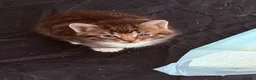 Mixed Breed cats for sale: Beautiful kittens available  - Advert 12