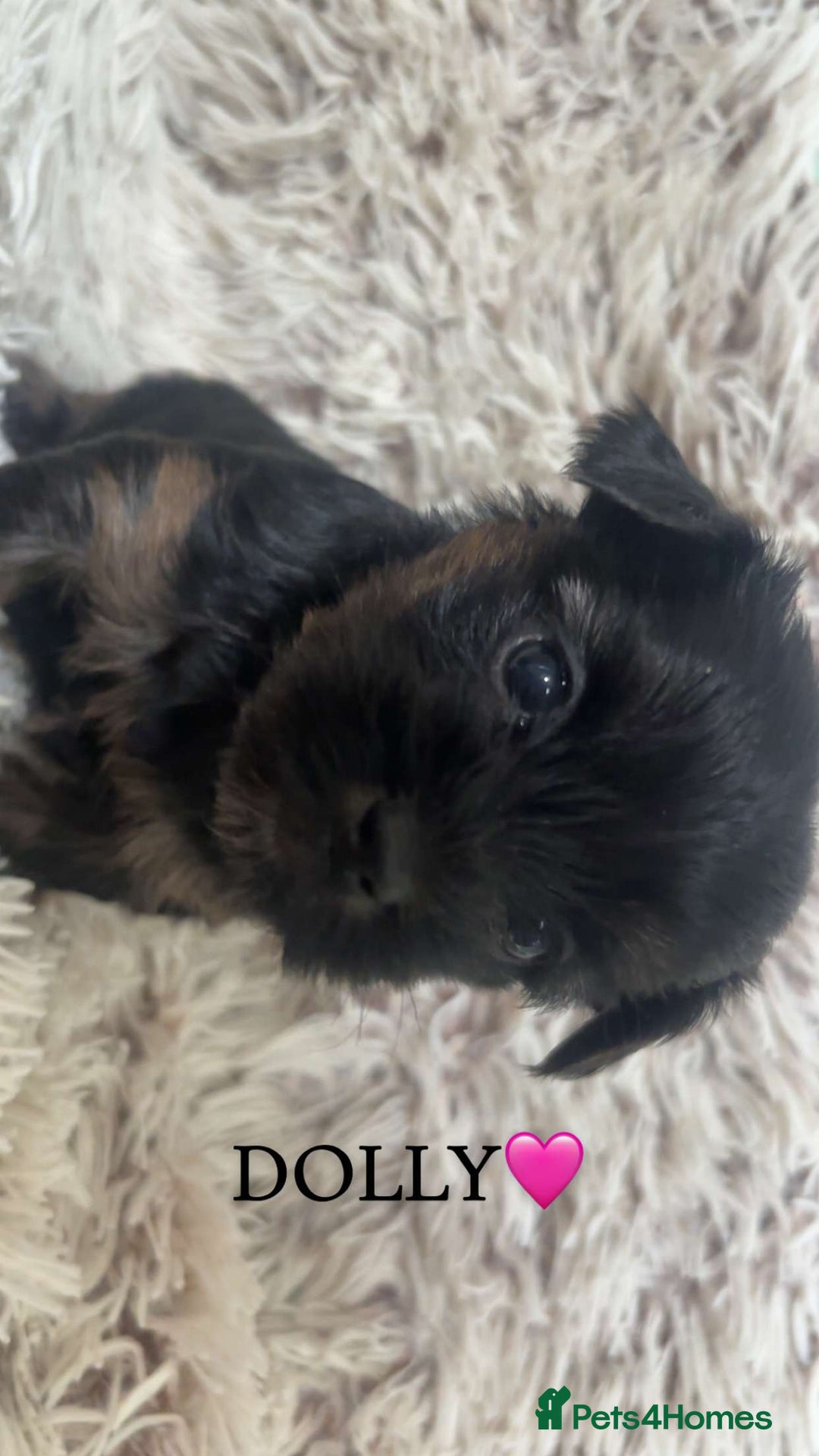 Yorkshire Terrier dogs for sale: Beautiful Yorkshire terrier puppies - Image 7