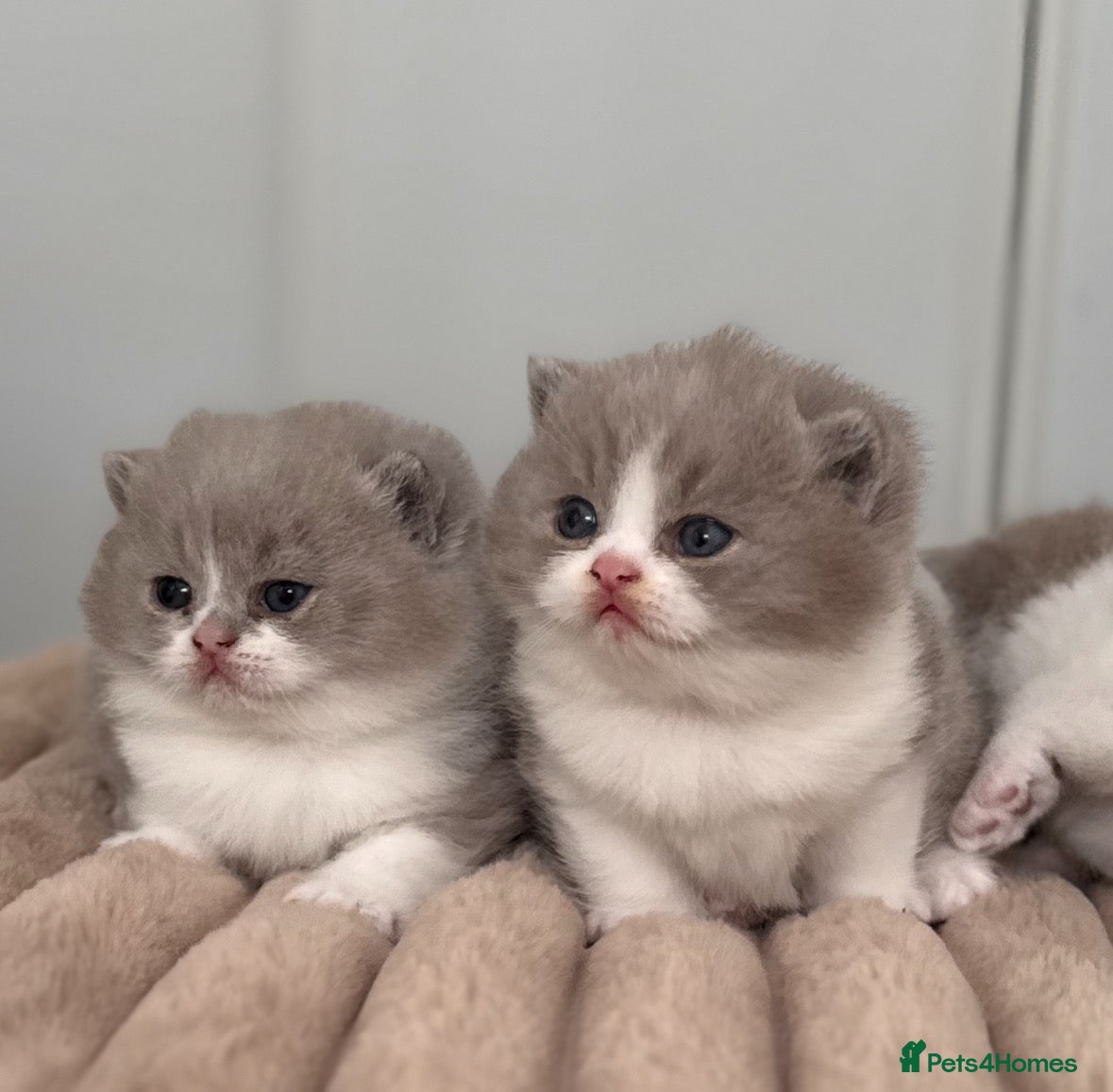 British Shorthair cats Lilac bi colours boys ready mid December ( TICA) - Advert 9