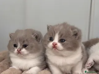 British Shorthair cats Lilac bi colours boys ready mid December ( TICA) - Advert 9