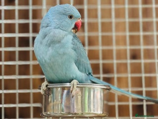 Ringnecks birds Indian ring neck - Advert 2