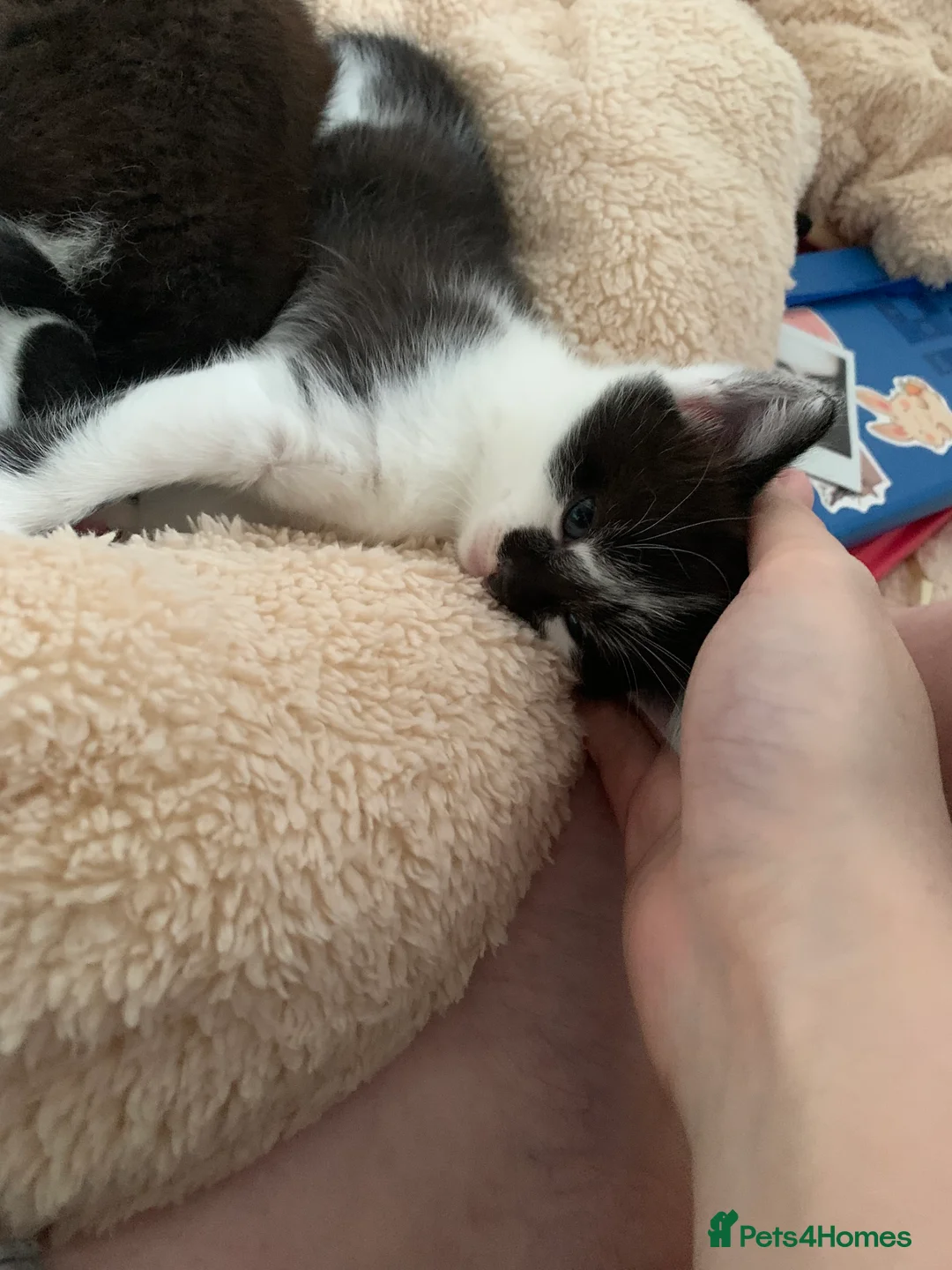 Mixed Breed cats for sale: Very cute spotty kittens for sale - Advert 2