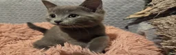 Russian Blue cats for sale: Russian Blue Kittens -ALL BOYS, UREDY TO GO 11.09 - Advert 7
