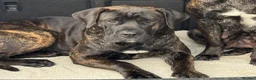 Presa Canario dogs for sale: Female presa canario  - Advert 1