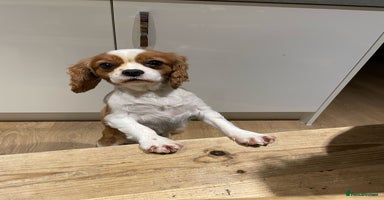 Mixed Breed dogs - Advert 8